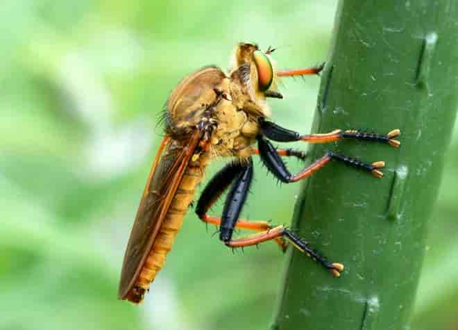 昆虫図鑑・アオメアブ